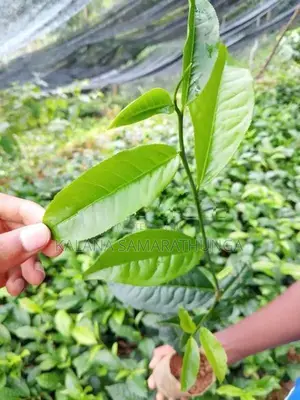 තේ පැළ | Tea Plants