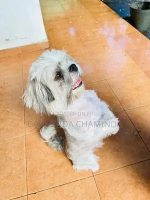Shih Tzu Puppies