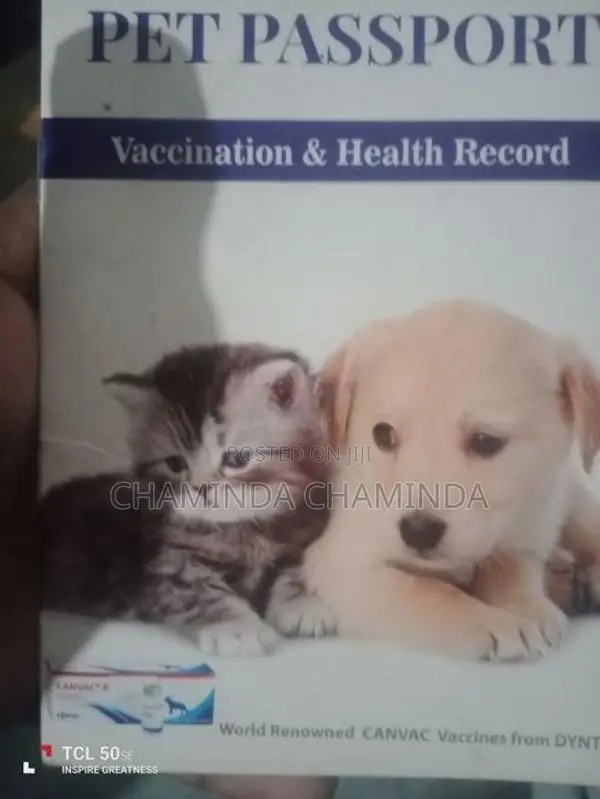 Shih Tzu Puppies