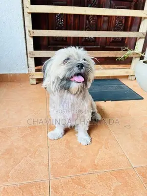 Shih Tzu Puppies