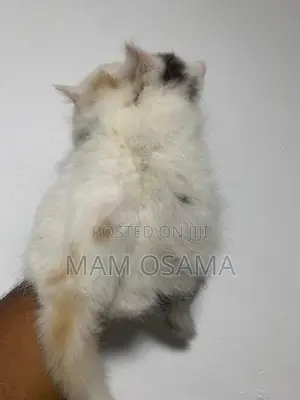 Persian Kitten