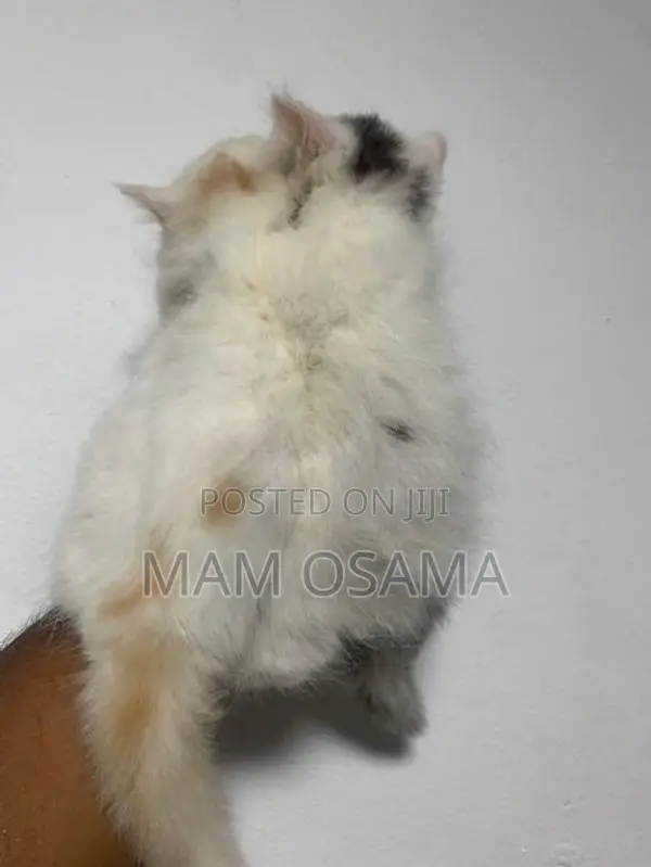 Persian Kitten