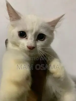 Persian Kitten