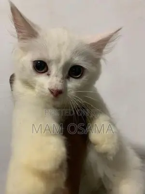 Persian Kitten