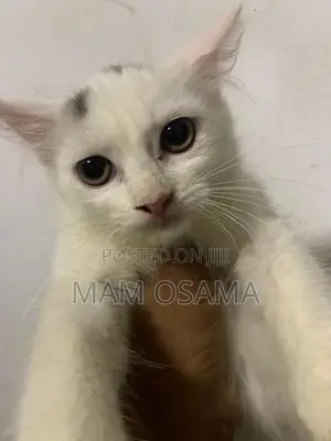 Persian Kitten