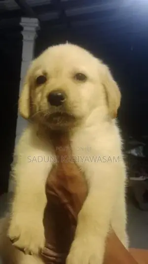 Labrador Puppies