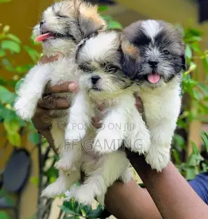 Shih Tzu Puppies
