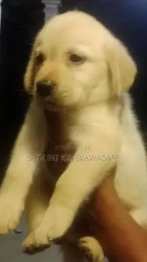Labrador Puppies