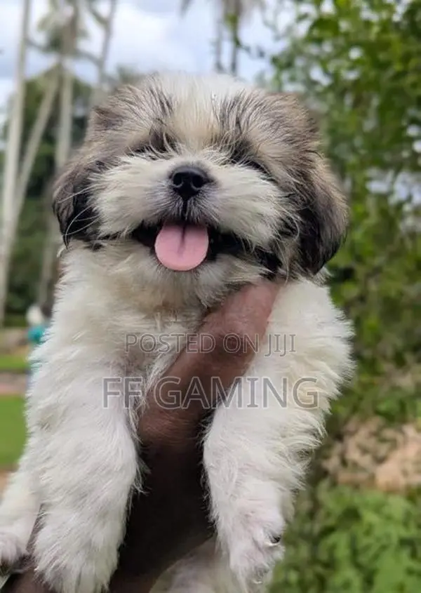 Shih Tzu Puppies