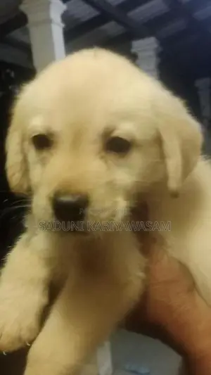 Labrador Puppies