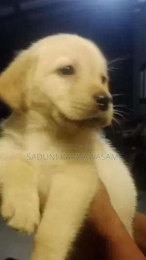 Labrador Puppies