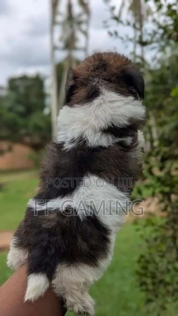 Shih Tzu Puppies