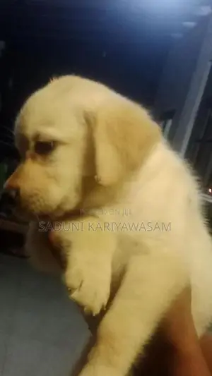 Labrador Puppies