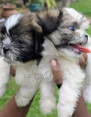 Shih Tzu Puppies