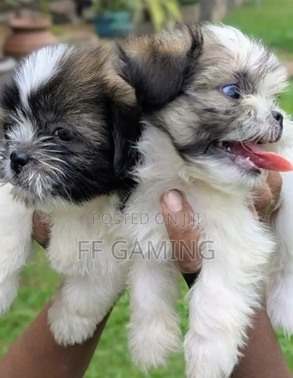 Shih Tzu Puppies