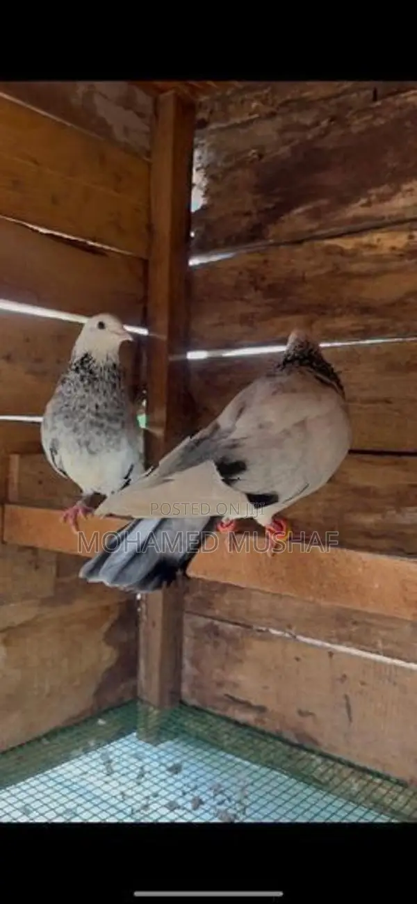 Pigeons
