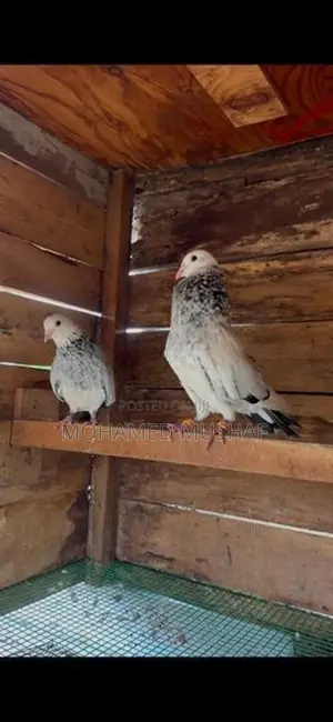 Pigeons