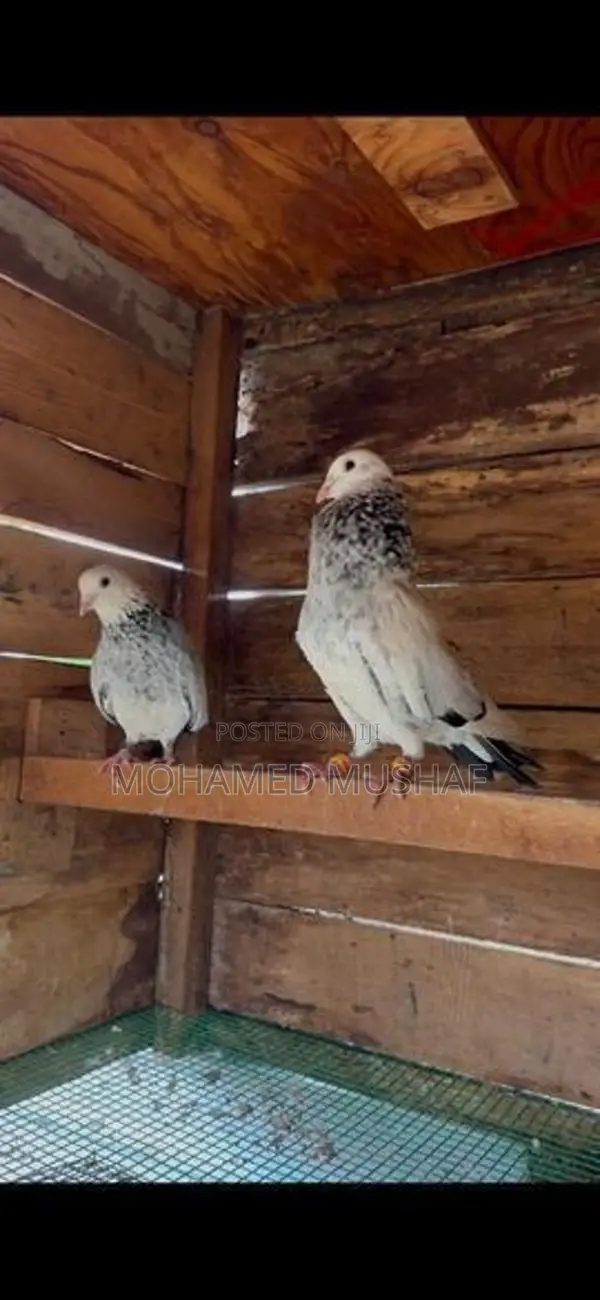 Pigeons
