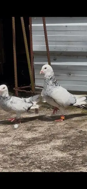 Pigeons