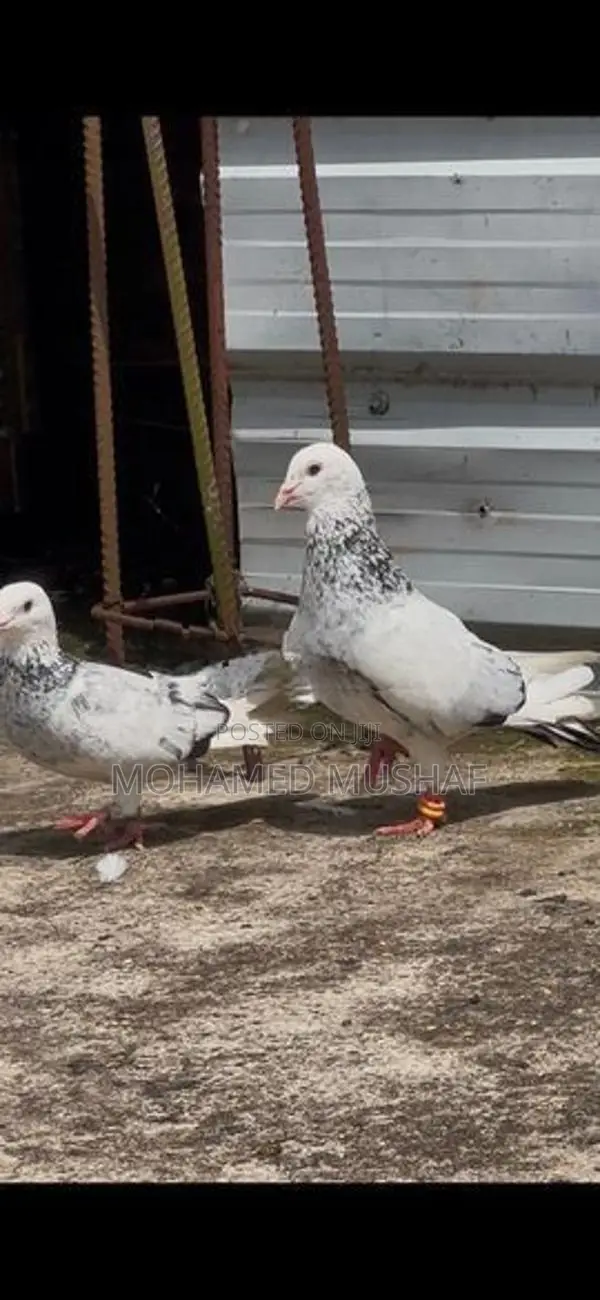 Pigeons