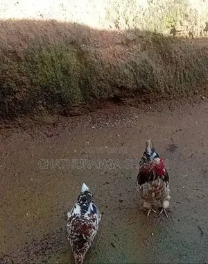 Banton Rooster
