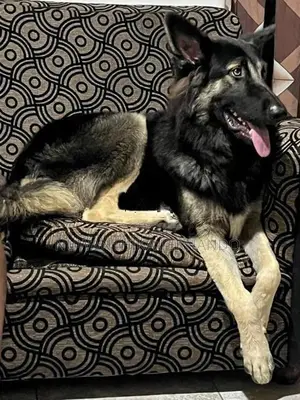 German Shepherd Long Coat Dog