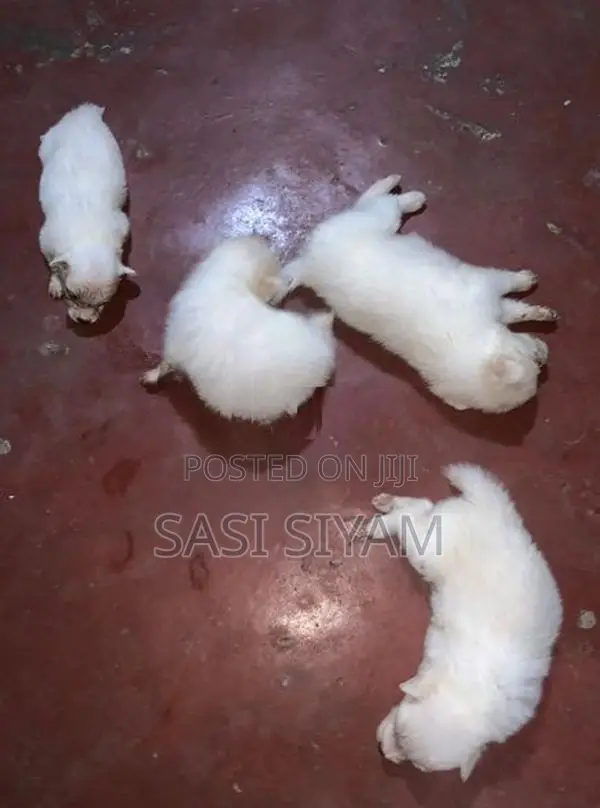 பொமேரியன் பப்பி