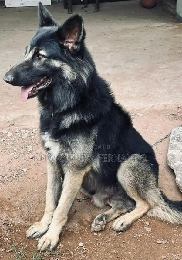 German Shepherd Long Coat Dog