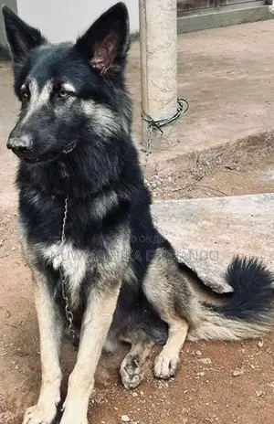 German Shepherd Long Coat Dog