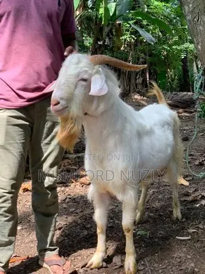 Farm Goat