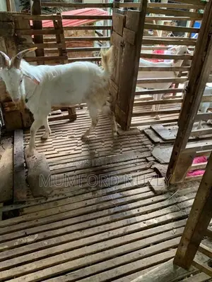 Farm Goat