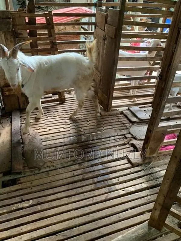 Farm Goat