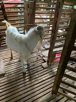 Farm Goat
