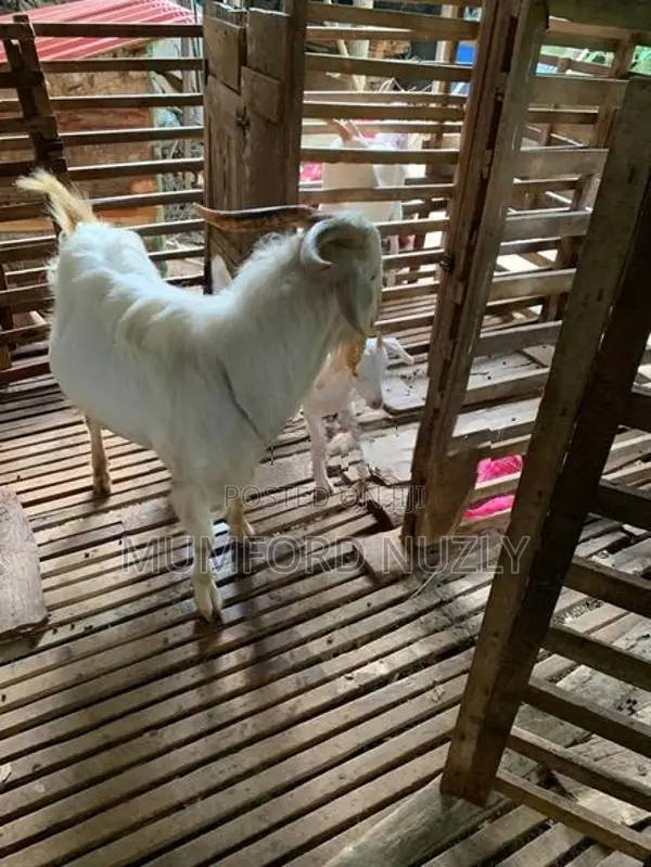 Farm Goat