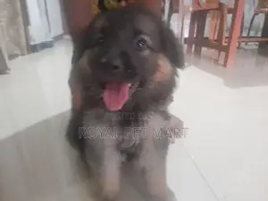 German Shepherd Puppy