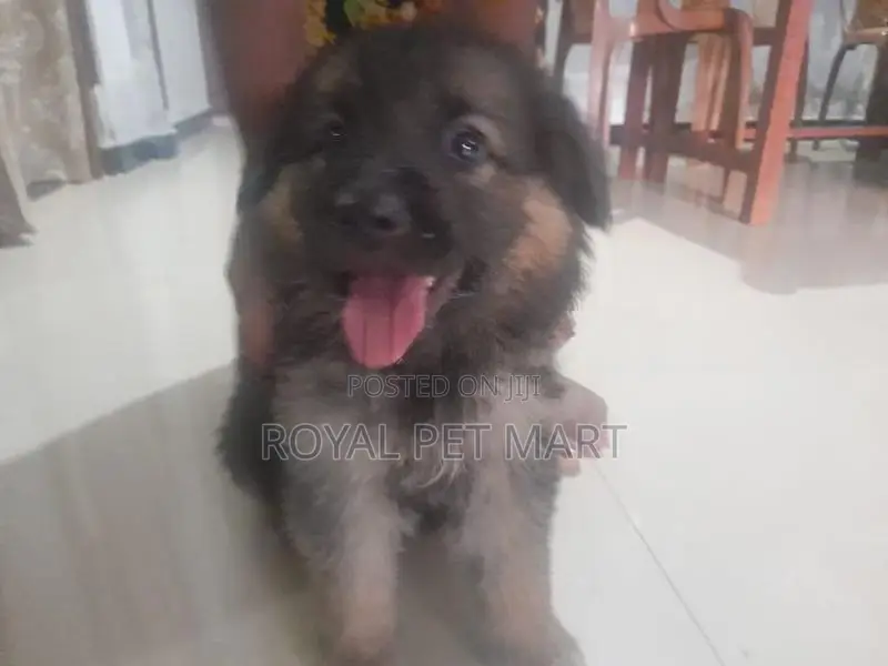 German Shepherd Puppy