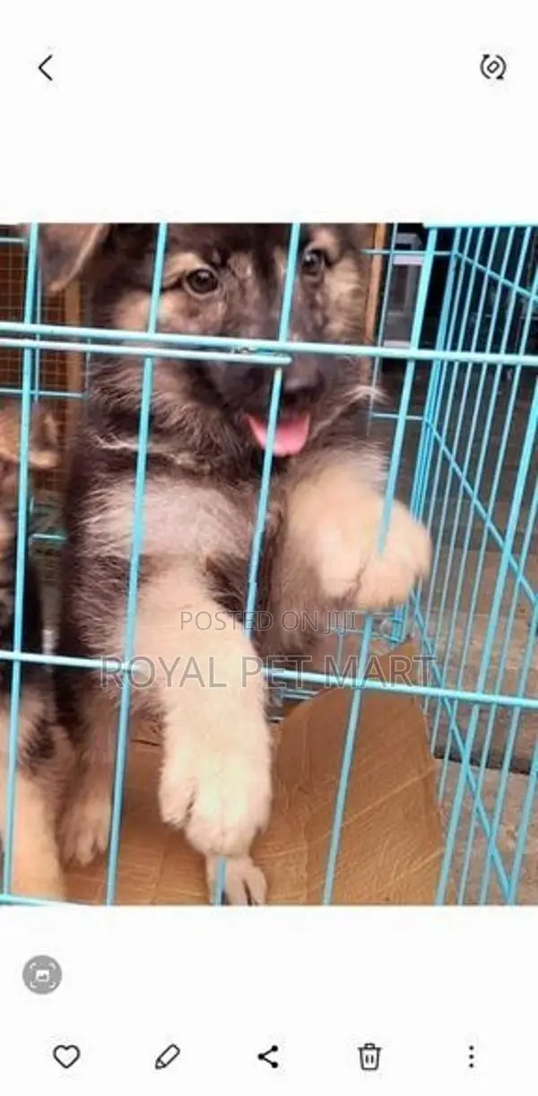 German Shepherd Puppy