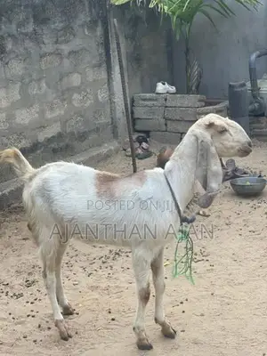 Farm Goat
