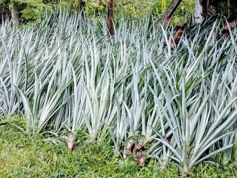 අන්නාසි පැල
