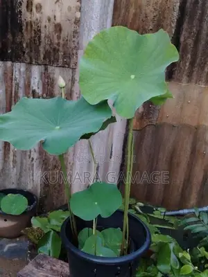 බැන්කොක් නෙලුම් පදුරු
