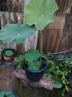 බැන්කොක් නෙලුම් පදුරු