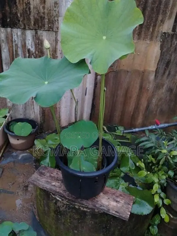 බැන්කොක් නෙලුම් පදුරු