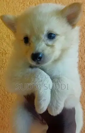 Pomeranian Puppies