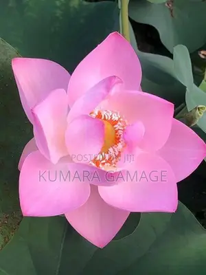 බැන්කොක් නෙලුම් පදුරු