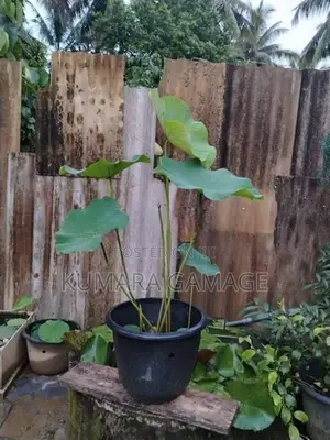 බැන්කොක් නෙලුම් පදුරු