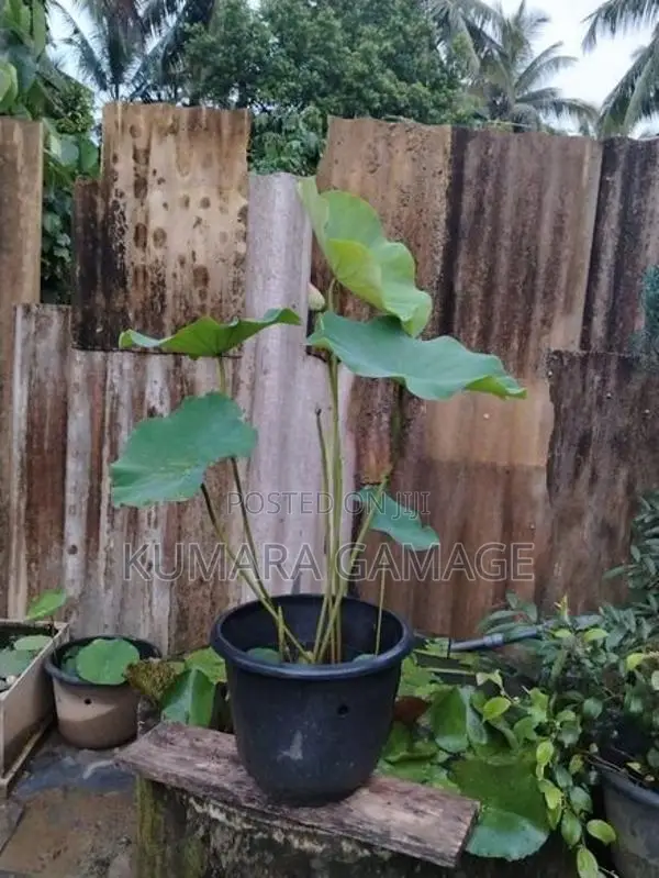 බැන්කොක් නෙලුම් පදුරු