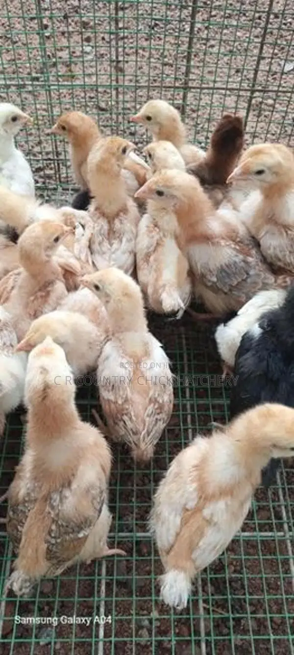 Naked Neck Village Chick