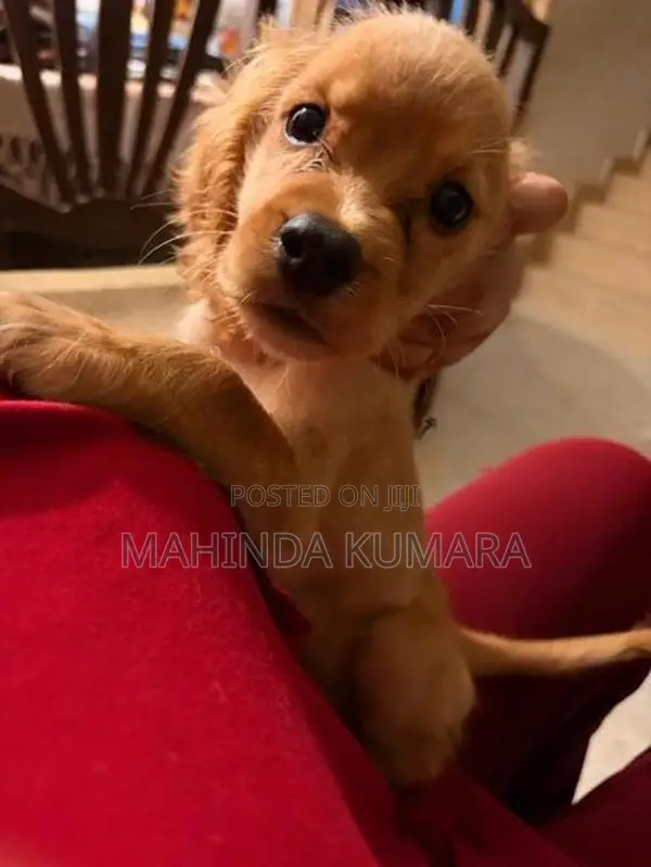 Cocker Spaniel Puppies