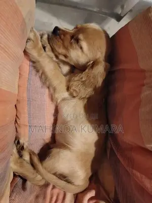Cocker Spaniel Puppies