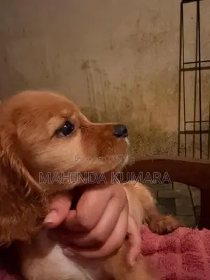 Cocker Spaniel Puppies
